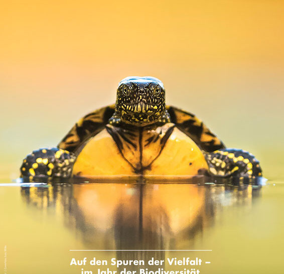 Bild einer niedlichen Schildkröte.